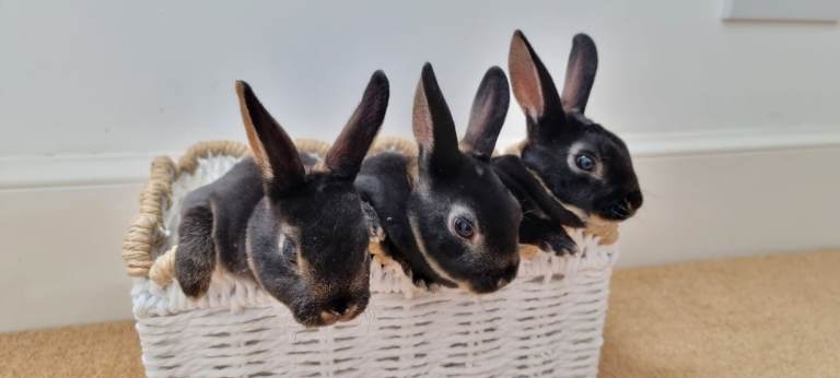 Mini rex rabbits 