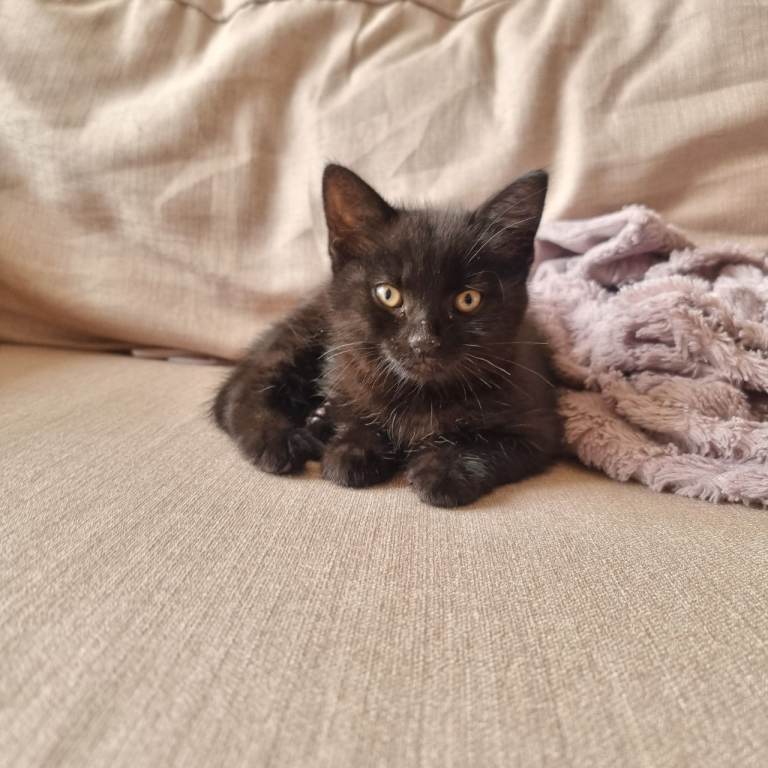 2 Black kitten 