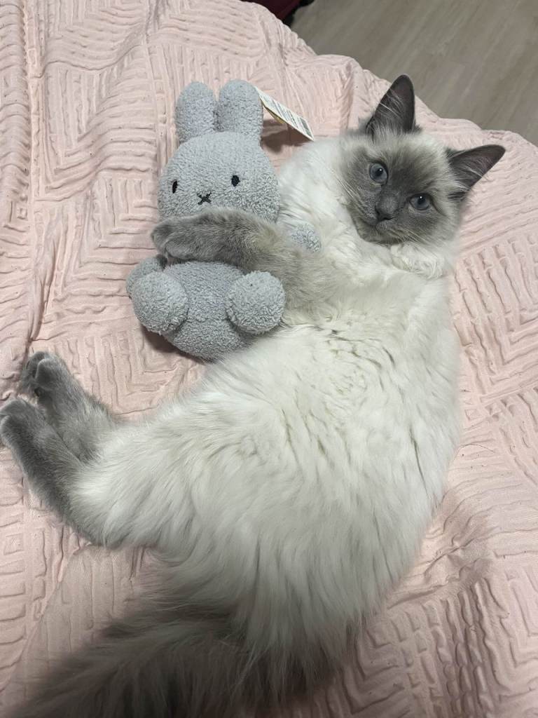 Loving Fluffy Ragdoll Boy Looking For A New Home