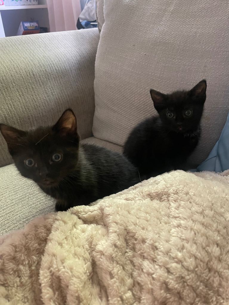 female black kittens 