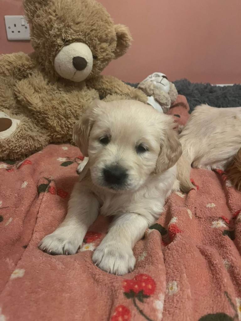 Golden retriever puppy 