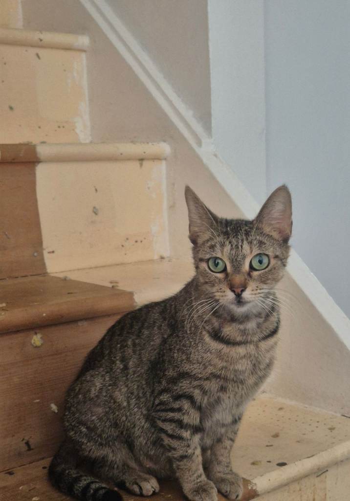 Tabby femail
