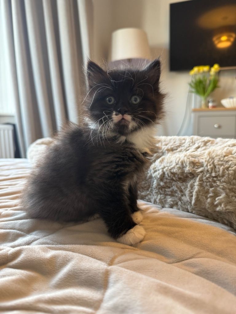 Two gorgeous kittens for sale 