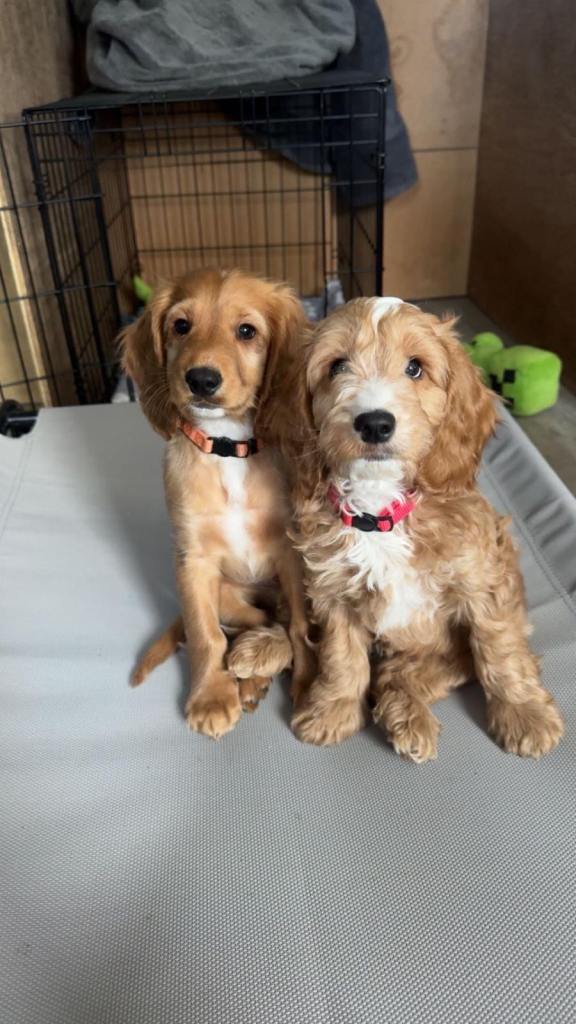 Cockapoo Puppies 