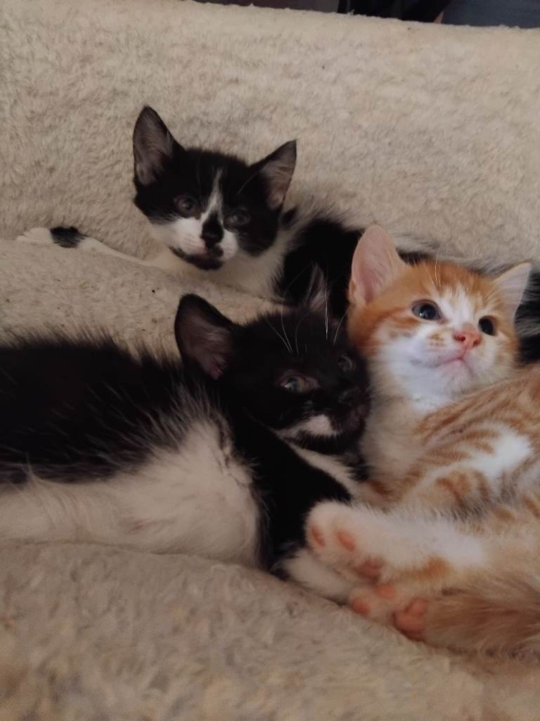 Beautiful kittens ready now 