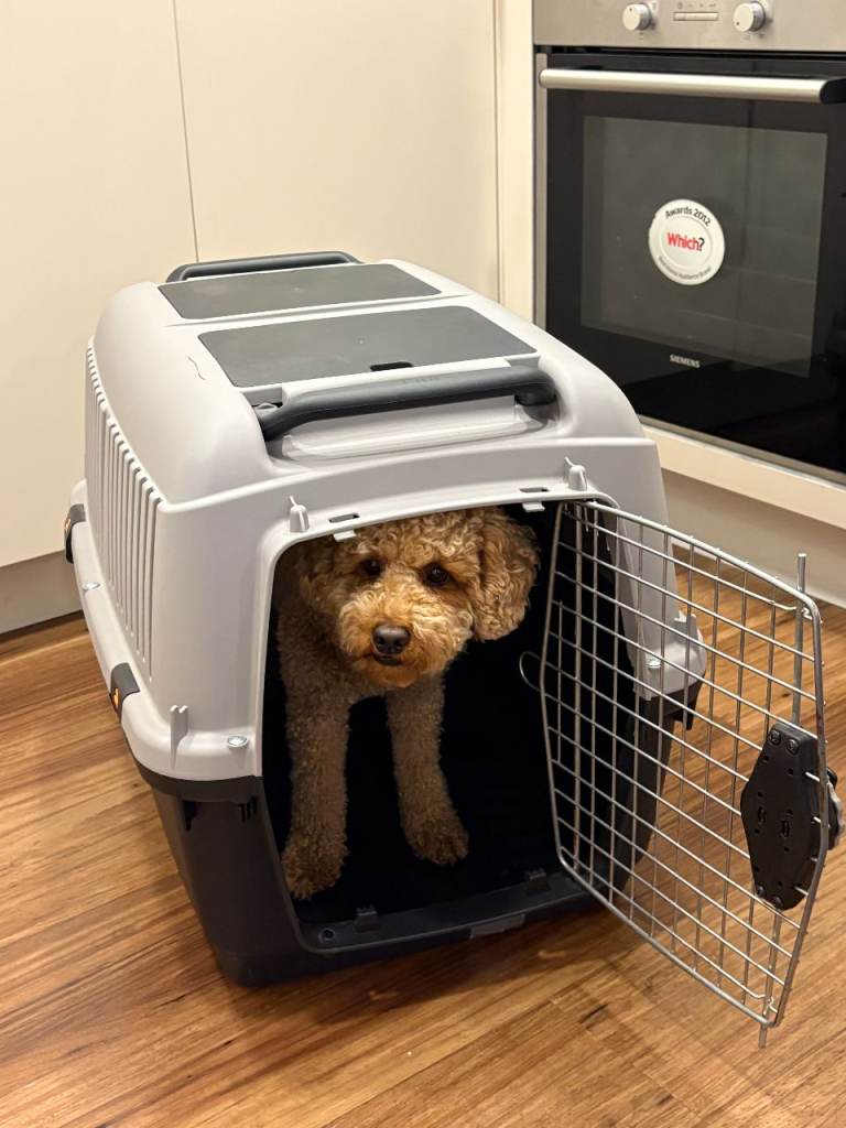Bracco dog travel kennel