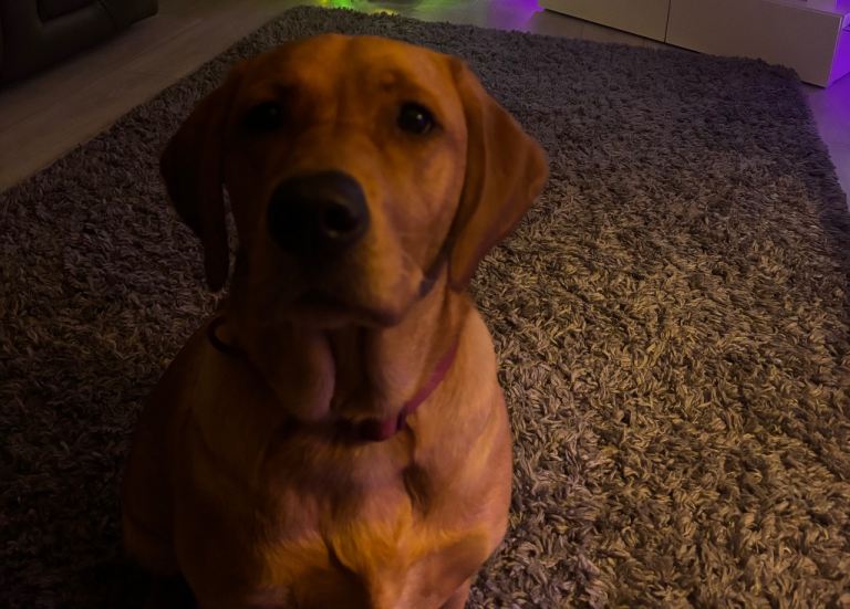 9 month old Labrador