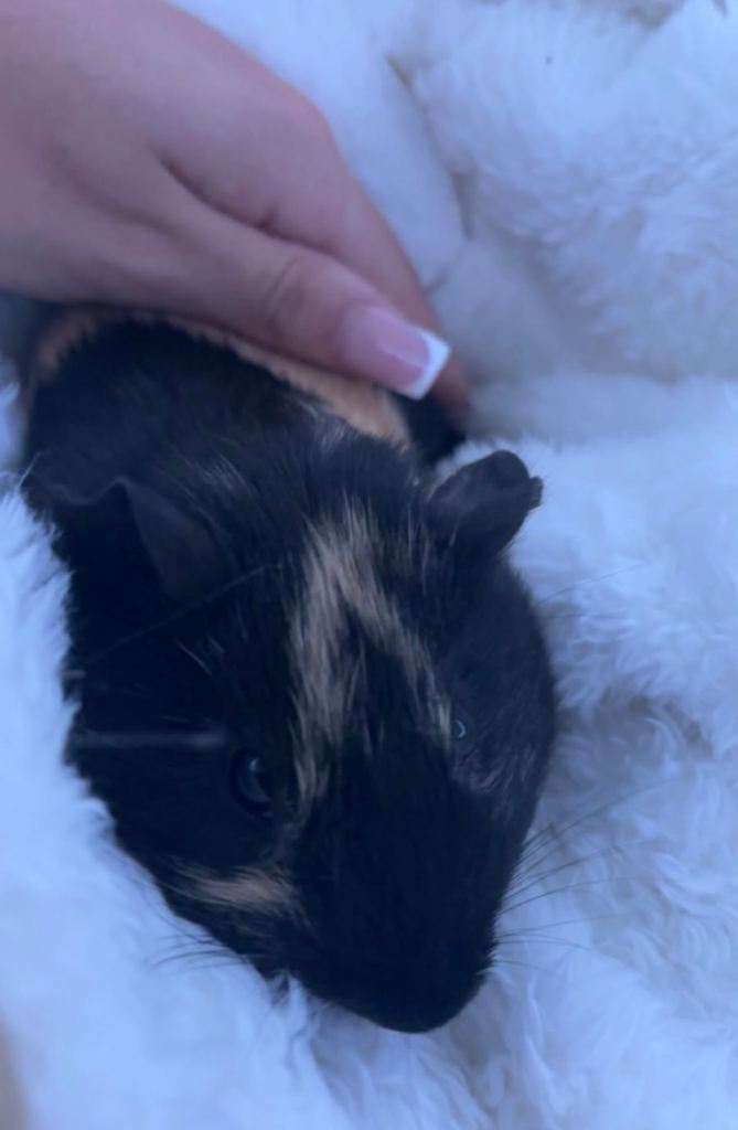 Two Guinea Pigs with Cage and Full Setup