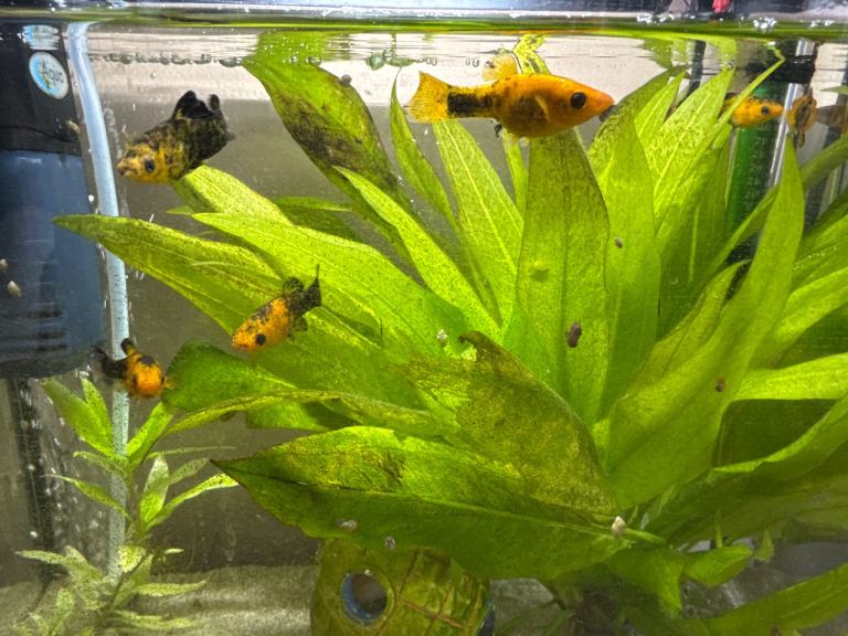 Mollie Fish