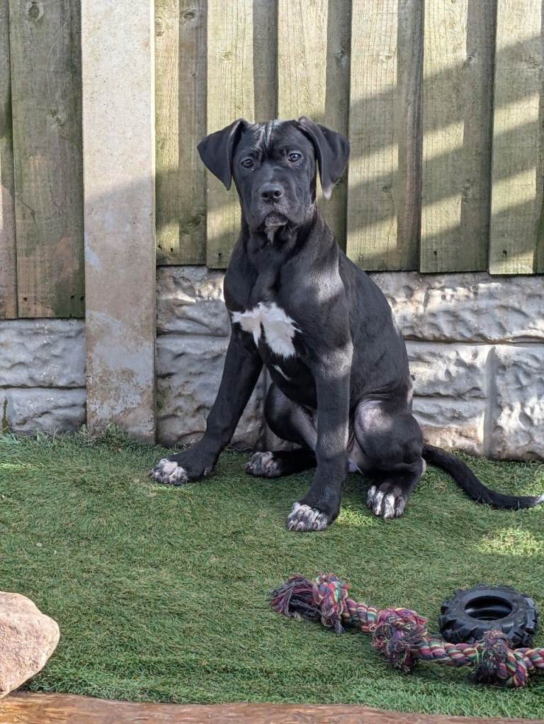 Female Cane corso puppies 