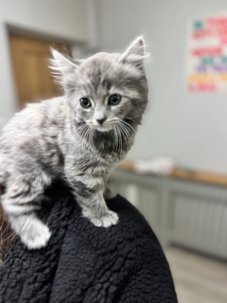 Unique grey kitten for sale