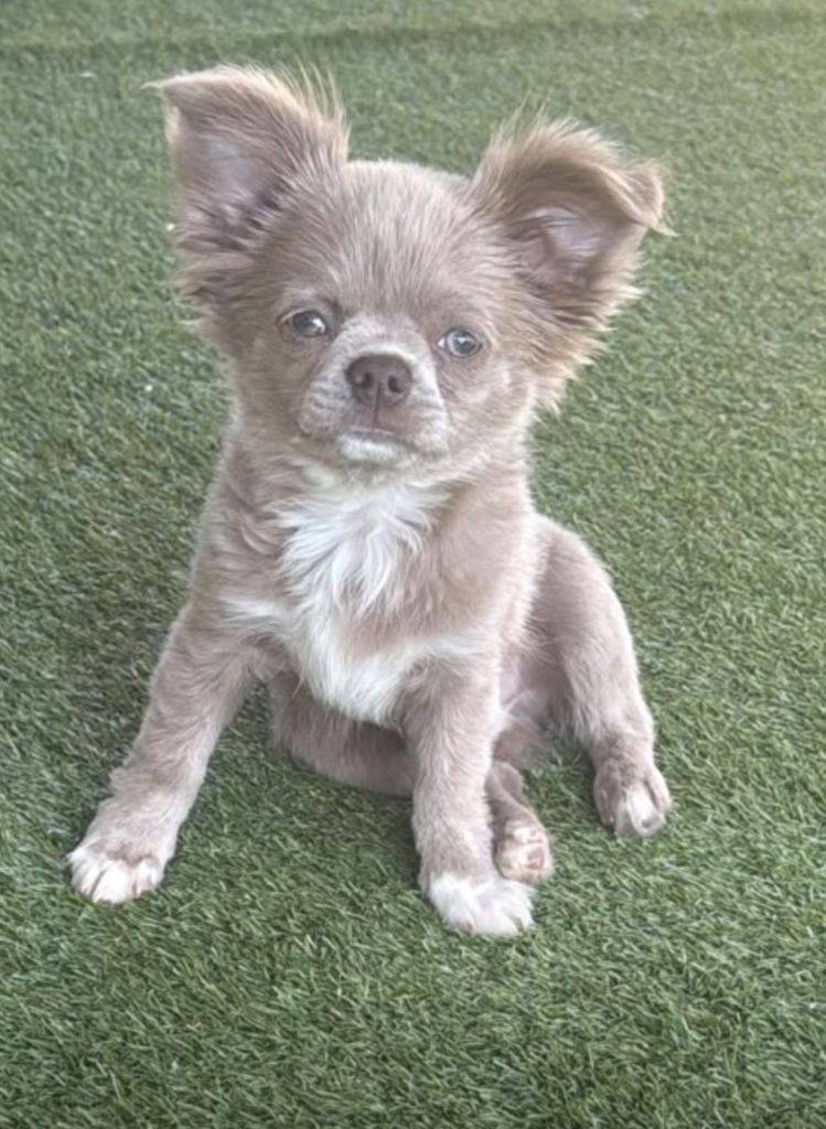 Longcoat chihuahua puppies applehead