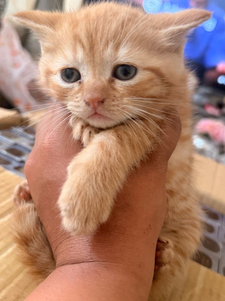 BRITISH SHORT HAIR KITTENS READY TO LEAVE 