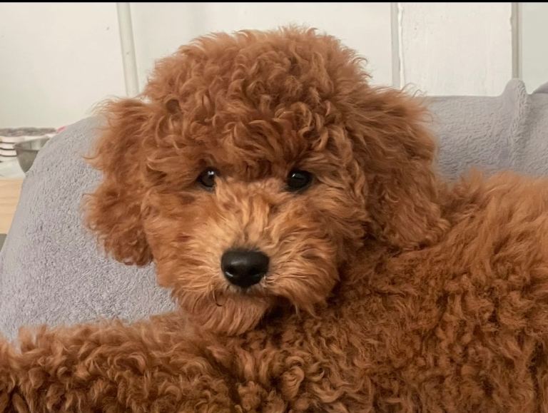🐾 F1B Male Cavapoo Muffin Looking for a New Home 🐾