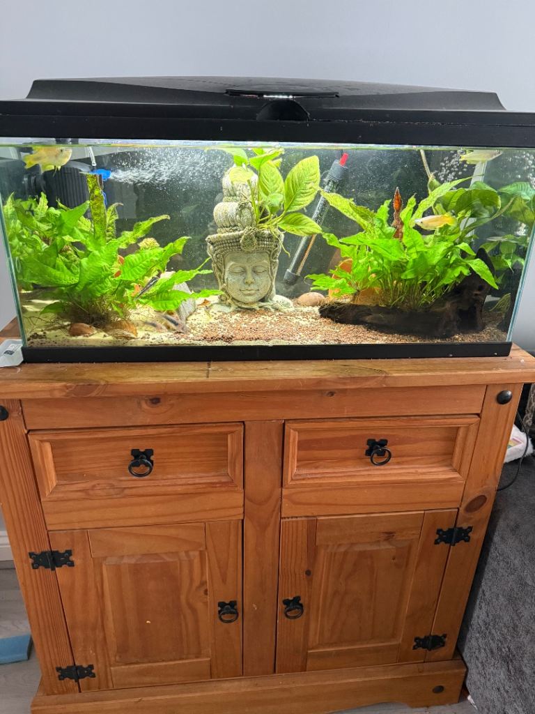 Full tank set up, fish and stand for sale 