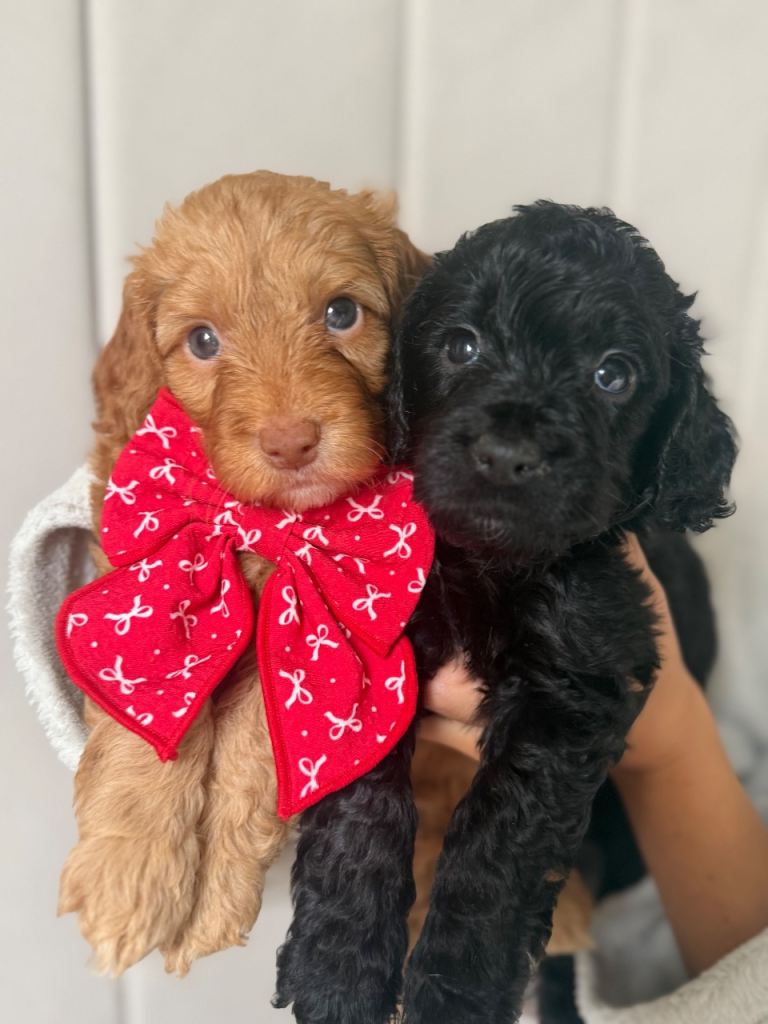 Stunning Cockapoo Puppies DNA tested 