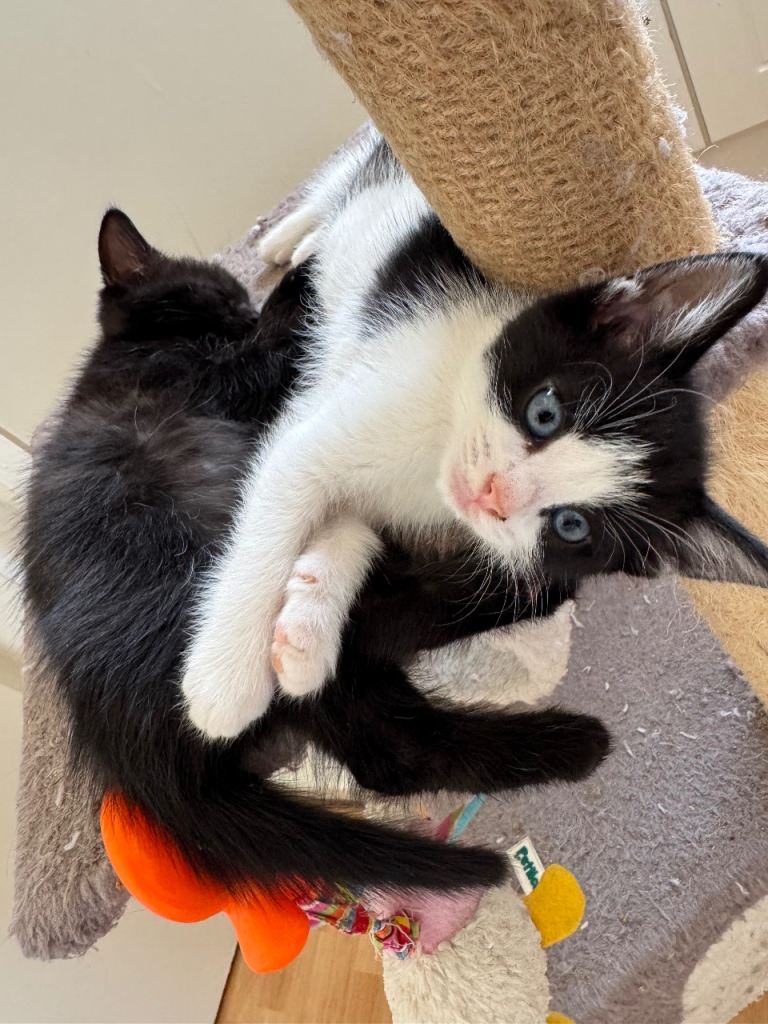 Lovely kittens 