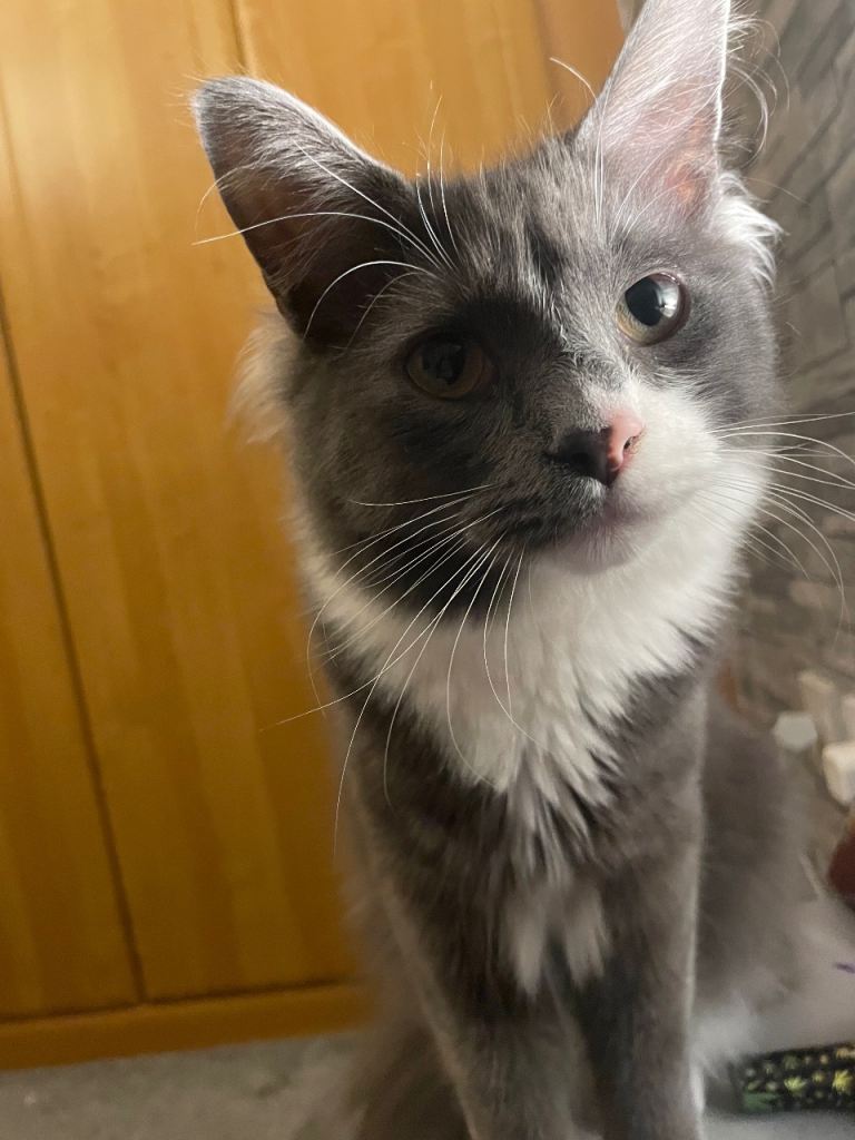 Mixed breed long hair 