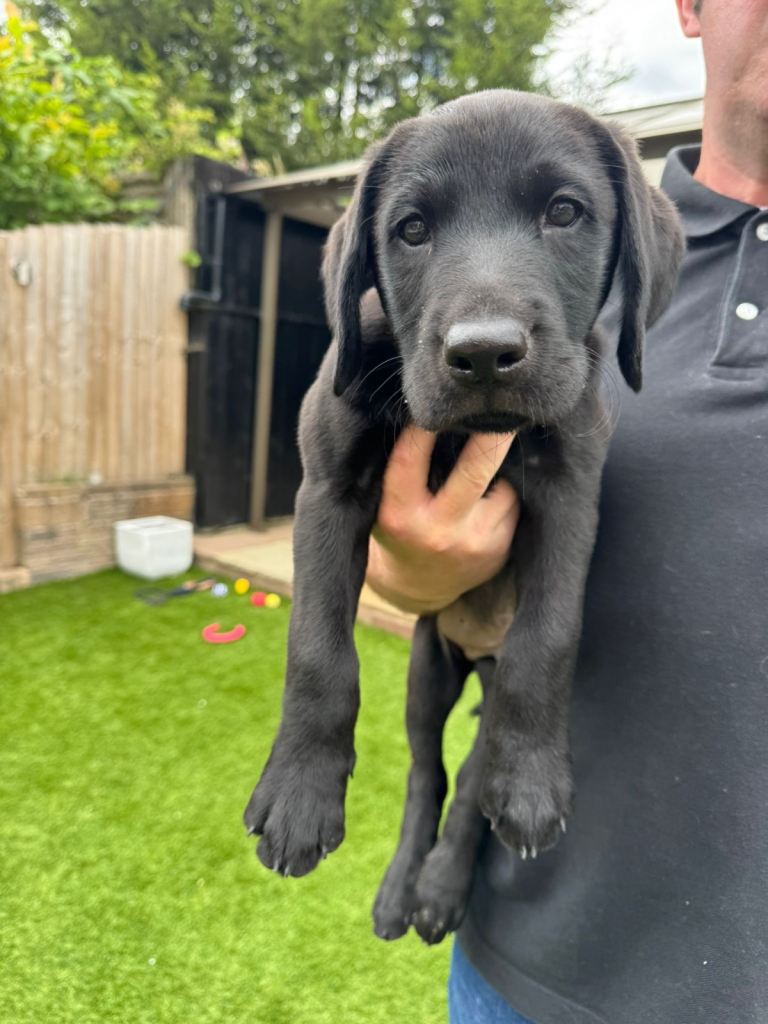 KC registered Labrador puppies