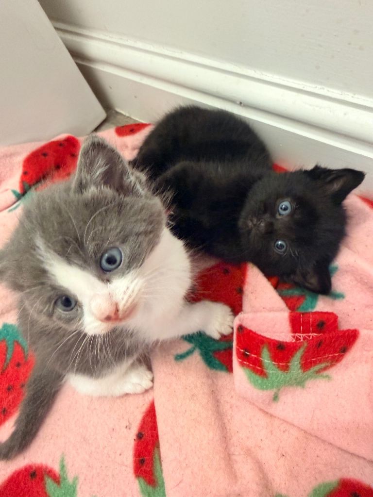 Litter of 6 kittens £100 each