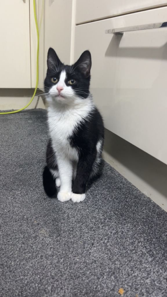 Friendly Female cat for sale 