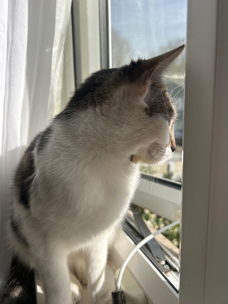 🐱 1 Year Old Ragdoll x Tabby Cat – Looking for a Loving Home