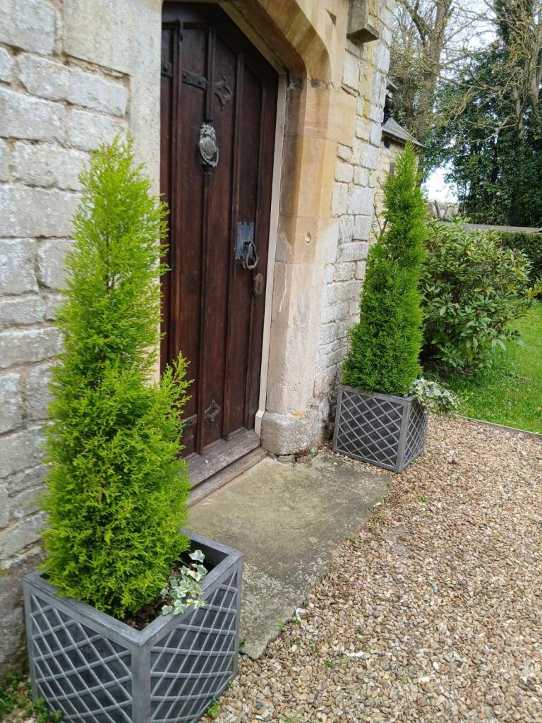 Fir trees in planters (2)