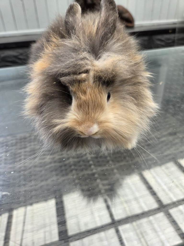 Angora/teddy rabbits