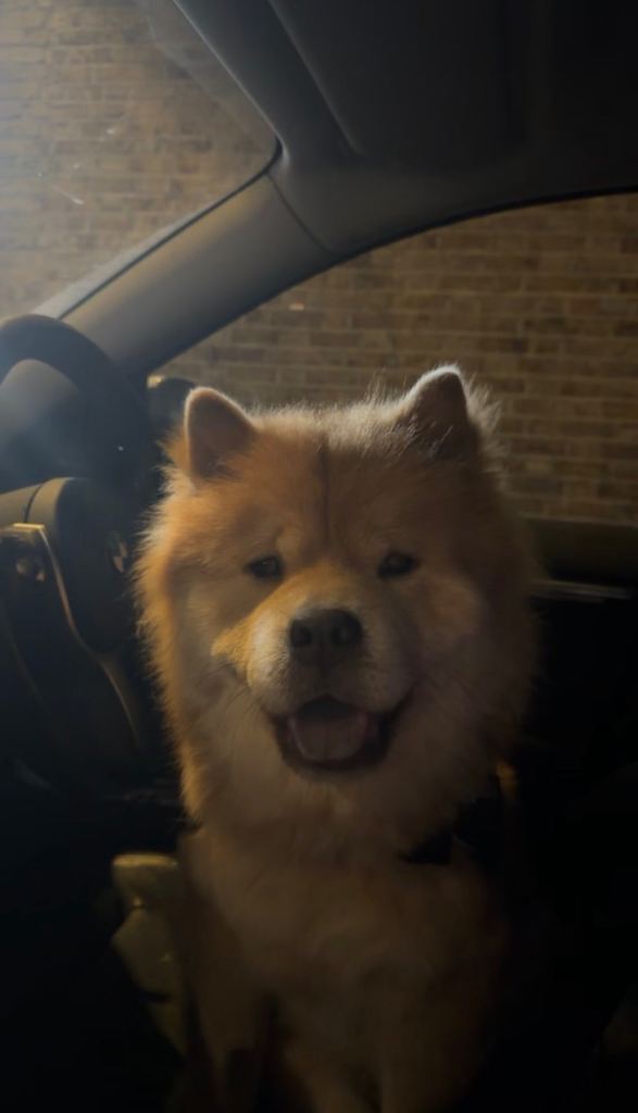 ~COCO~ 🐻 1y old chow chow looking for her forever home🩷