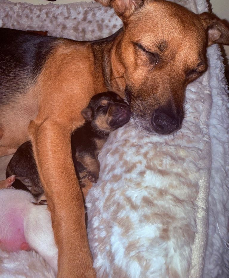 Our Beautiful puppy’s 