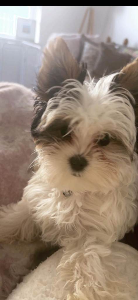 Puppy Yorkshire terrier 