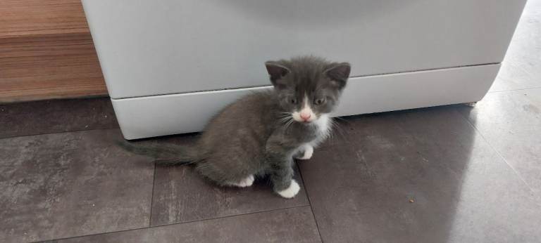 8 week old kittens 