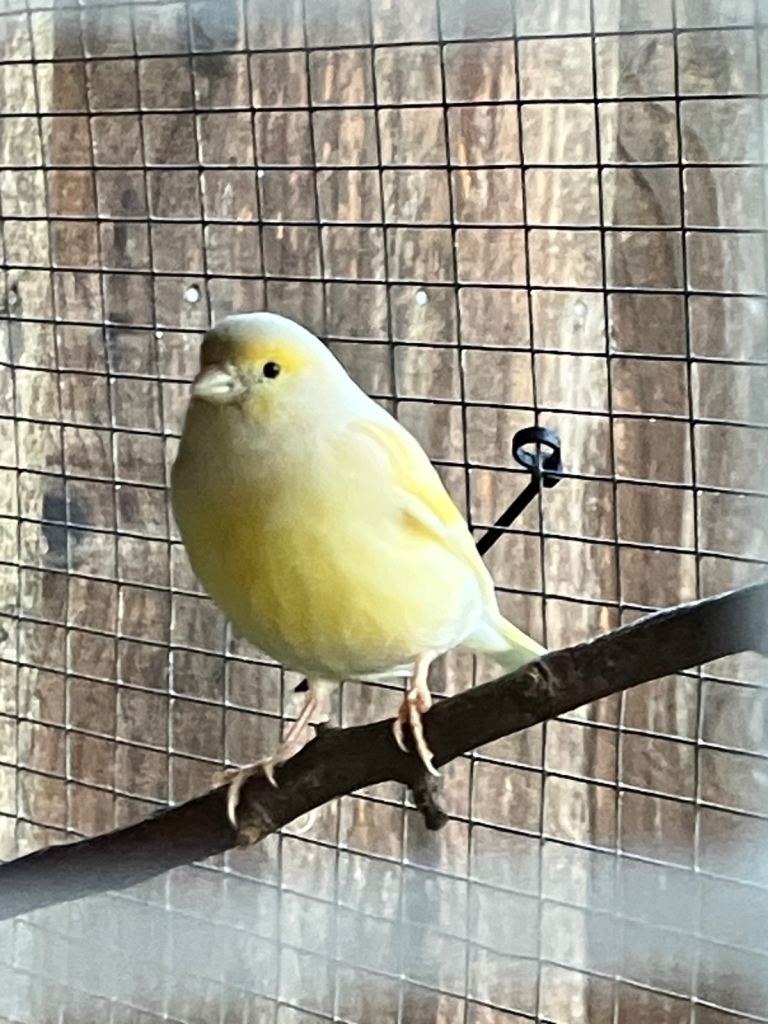 Canaries for sale