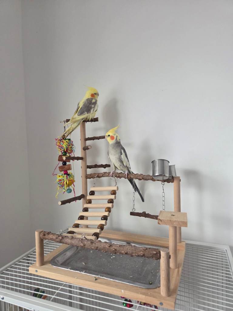 Can you give Reo and Rosie a loving home?