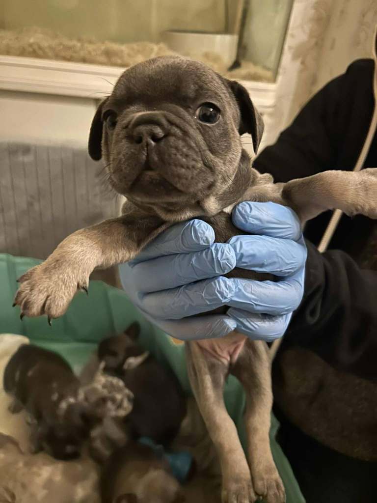 French Bulldog Puppies Ready to Leave