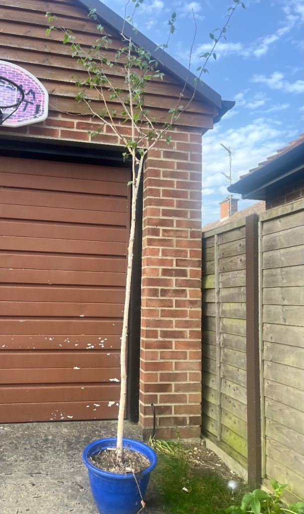 Himalayan Birch Tree