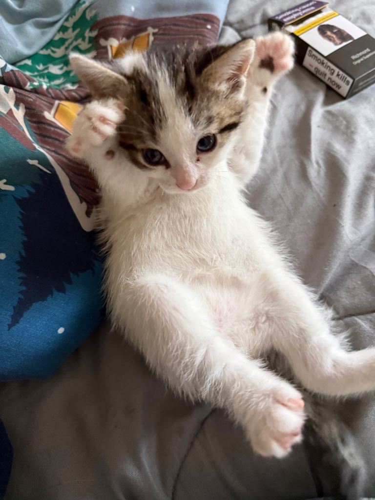 Male kittens 