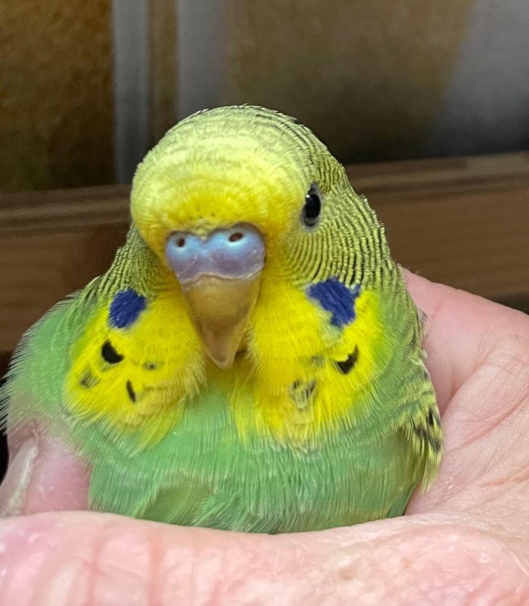 Budgies for sale  
