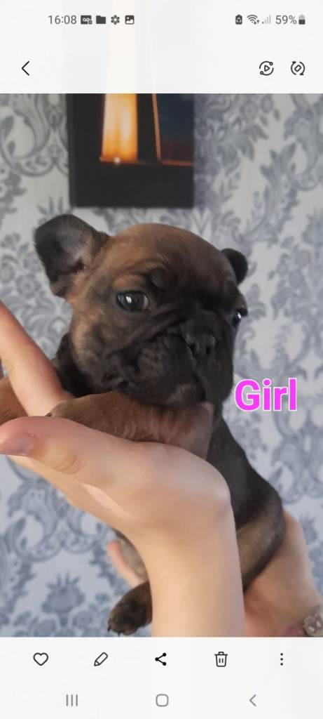 French bulldog puppies