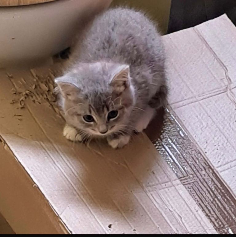 Three healthy kittens looking for loving homes 
