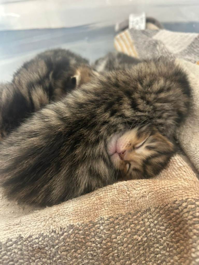 MAINCOON X BENGAL kittens 