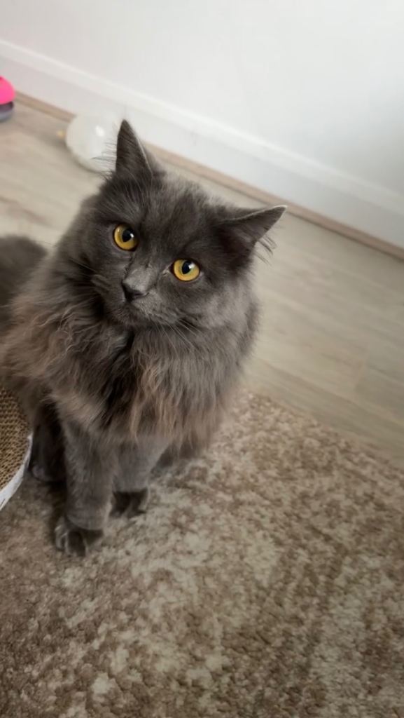 My gorgeous cat for sale