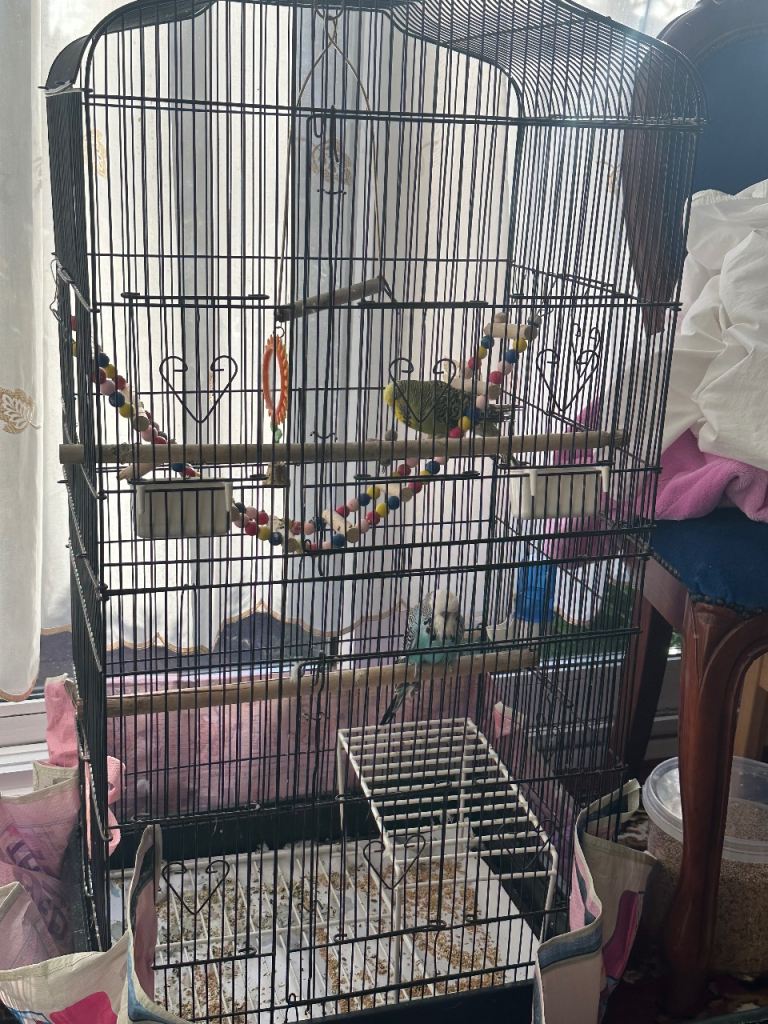Pair male and female of Budgies cockatiel with  Cage Hammock Swing Hanging T