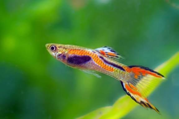 Tropical fish - Fancy Guppies and mollies 