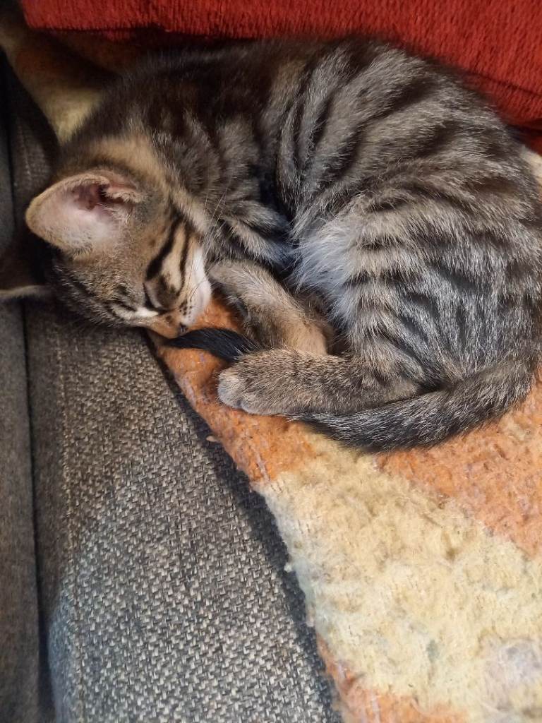 Grey and tabby kitten's 