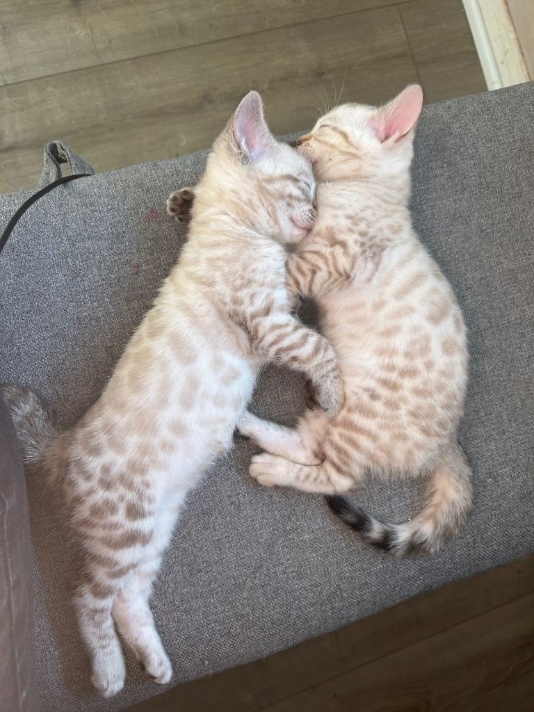 Snow bengal kittens 
