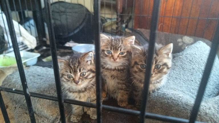 3 Tabby kittens 9weeks old