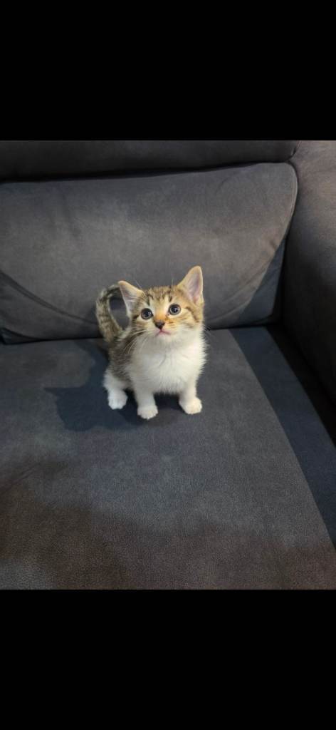 2 mate kittens and 1 female kitten for sale 