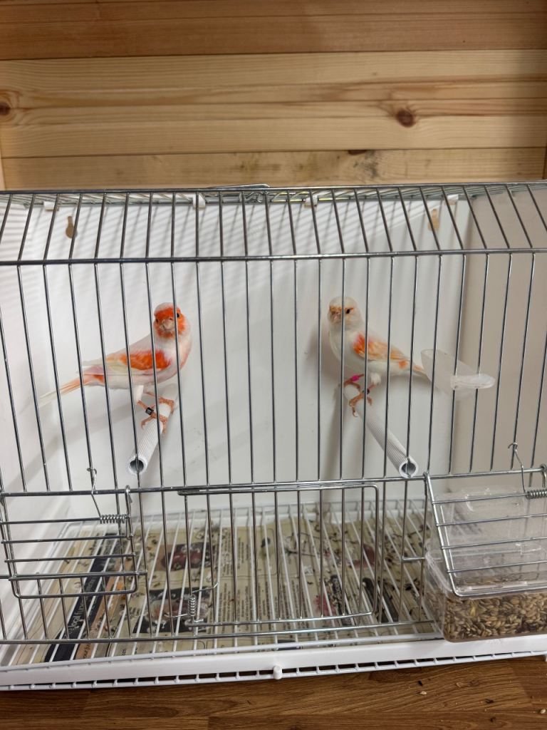 Red mosaic & harlequin 