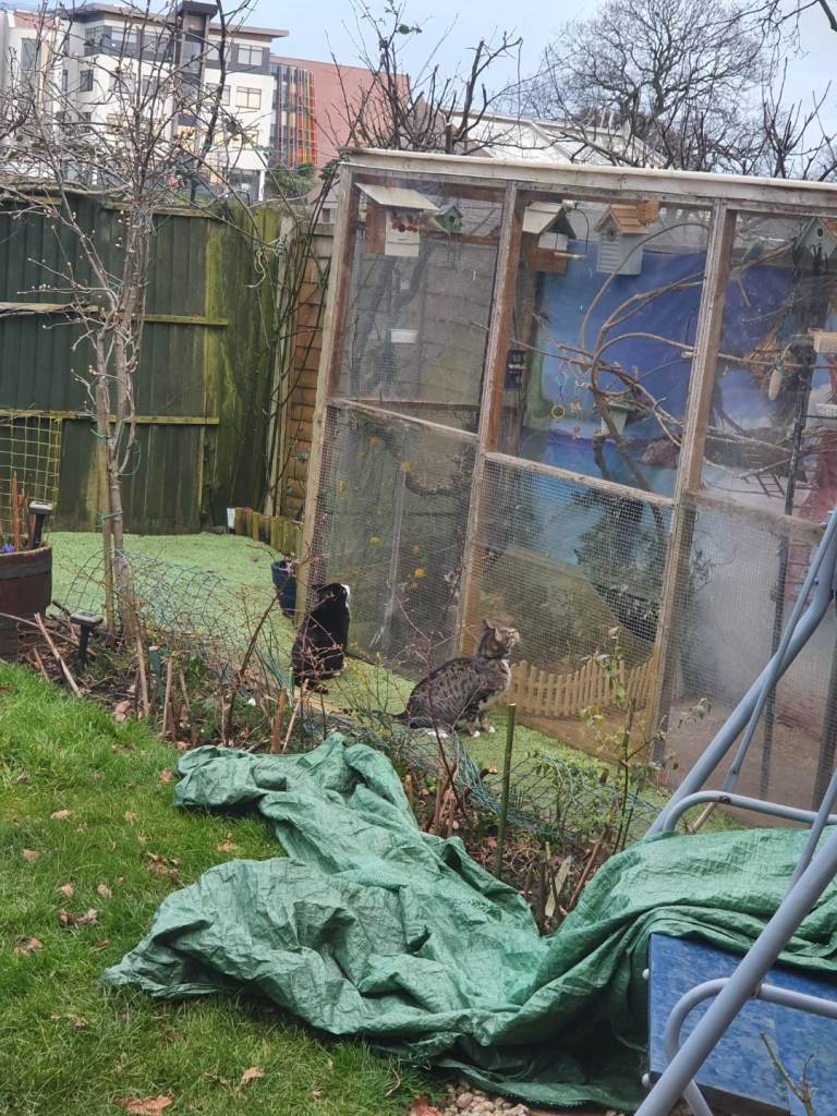 Birds cage , rabbits,  chickens